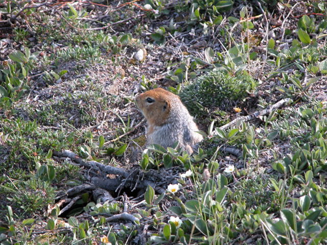 Photo of Arctic Ground Squirrel at Walker Bay, NU